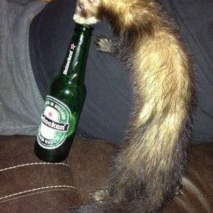 Meet your Posher, Carlos